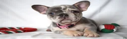 French Bulldog dogs for sale: Trixie - Ad 4