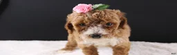 Mini Goldendoodle dogs for sale: Daisy - Ad 12