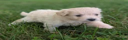 Pomapoo dogs for sale: Sunflower - Ad 3