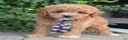 Cavapoo dogs for sale: Charlie - Ad 1