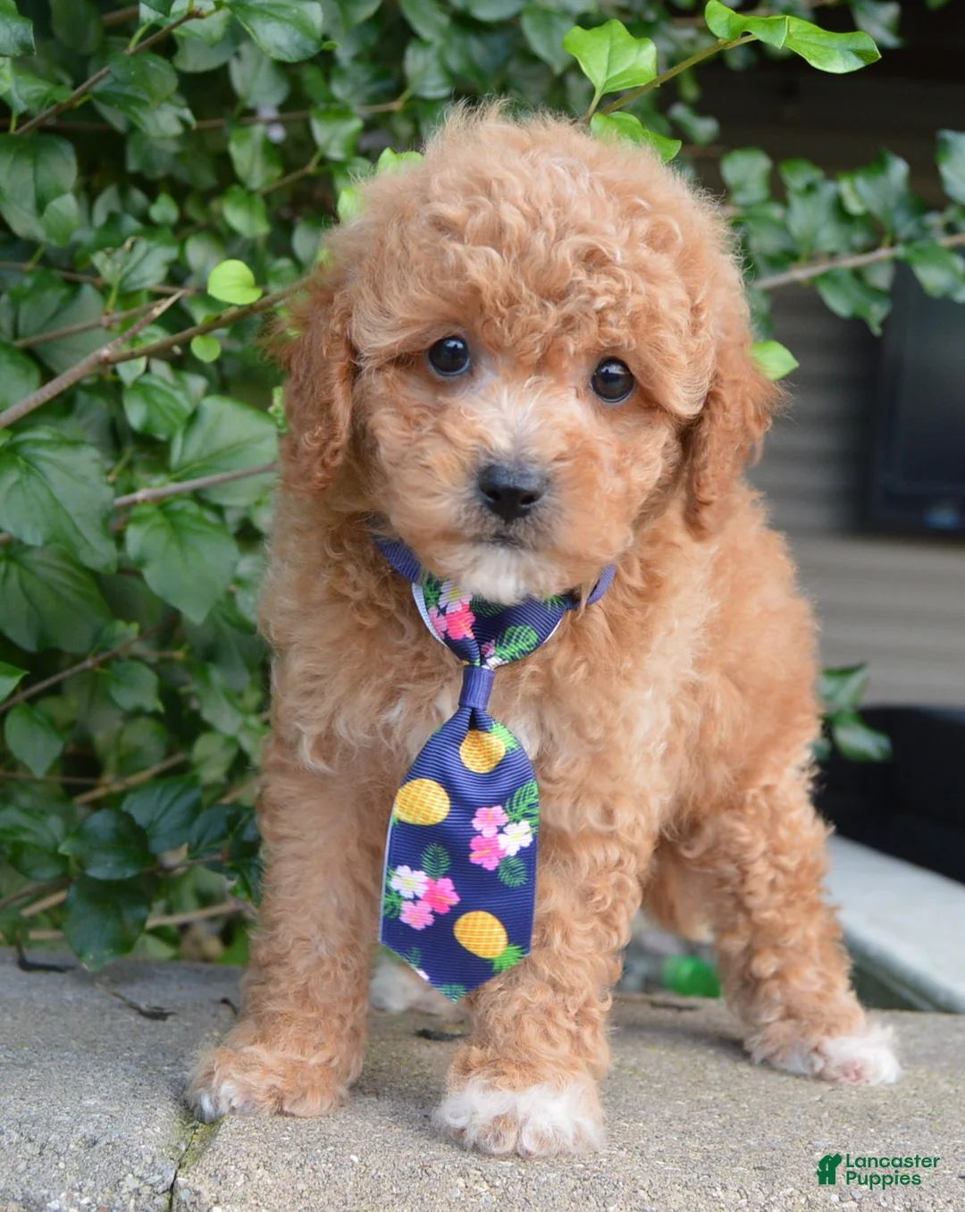 Cavapoo dogs for sale: Charlie - Ad 1