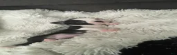 Boston Terrier dogs for sale: Pending - Panda - Ad 3