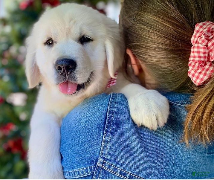 Golden Retriever dogs Golden Retriever 3 - Ad 33