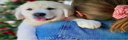 Golden Retriever dogs for sale: Golden Retriever 3 - Ad 1