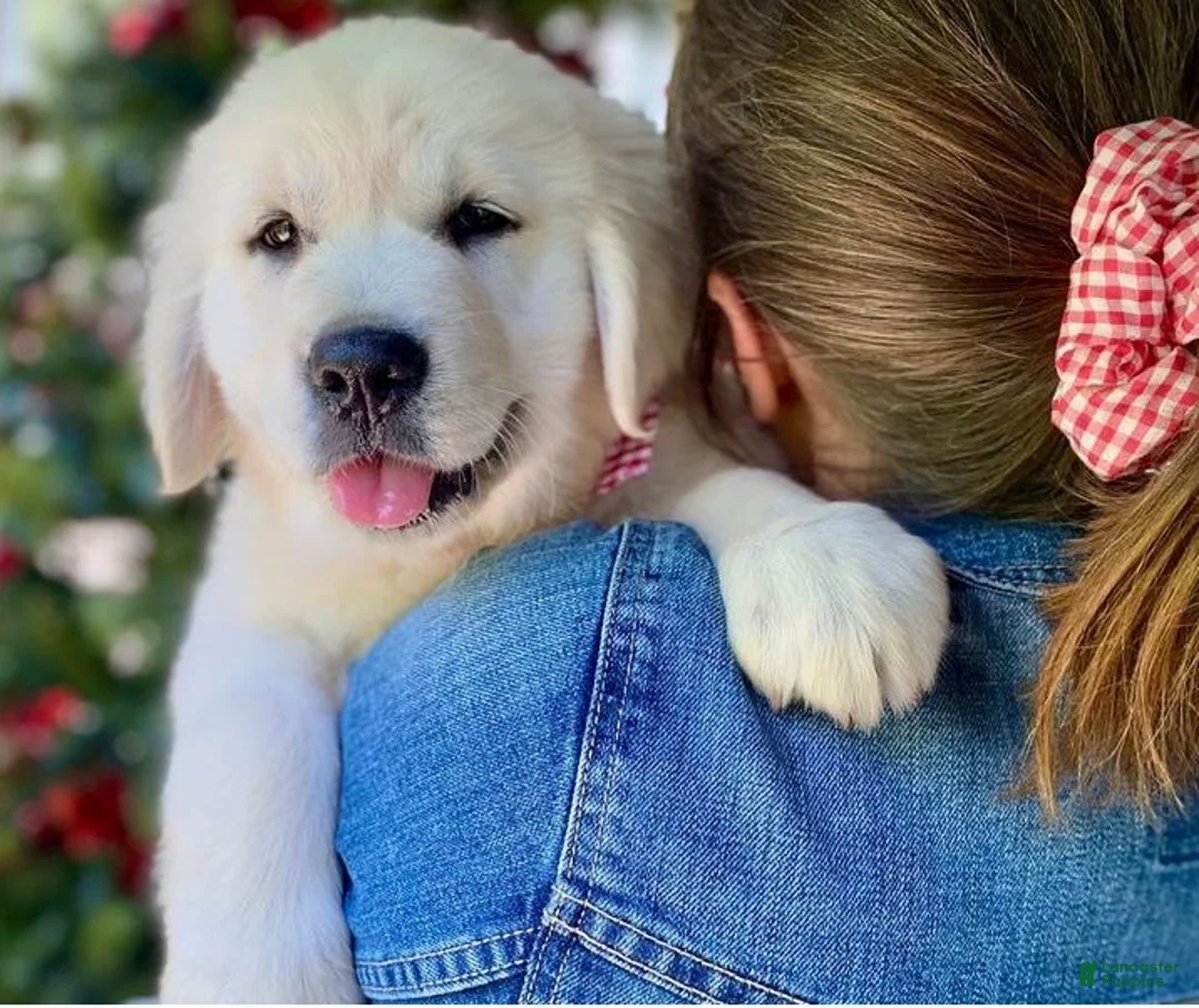 Golden Retriever dogs for sale: Golden Retriever 3 - Ad 1