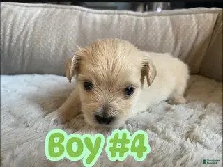 Mixed Breed dogs Mixed Breed Puppy 7 - Ad 20
