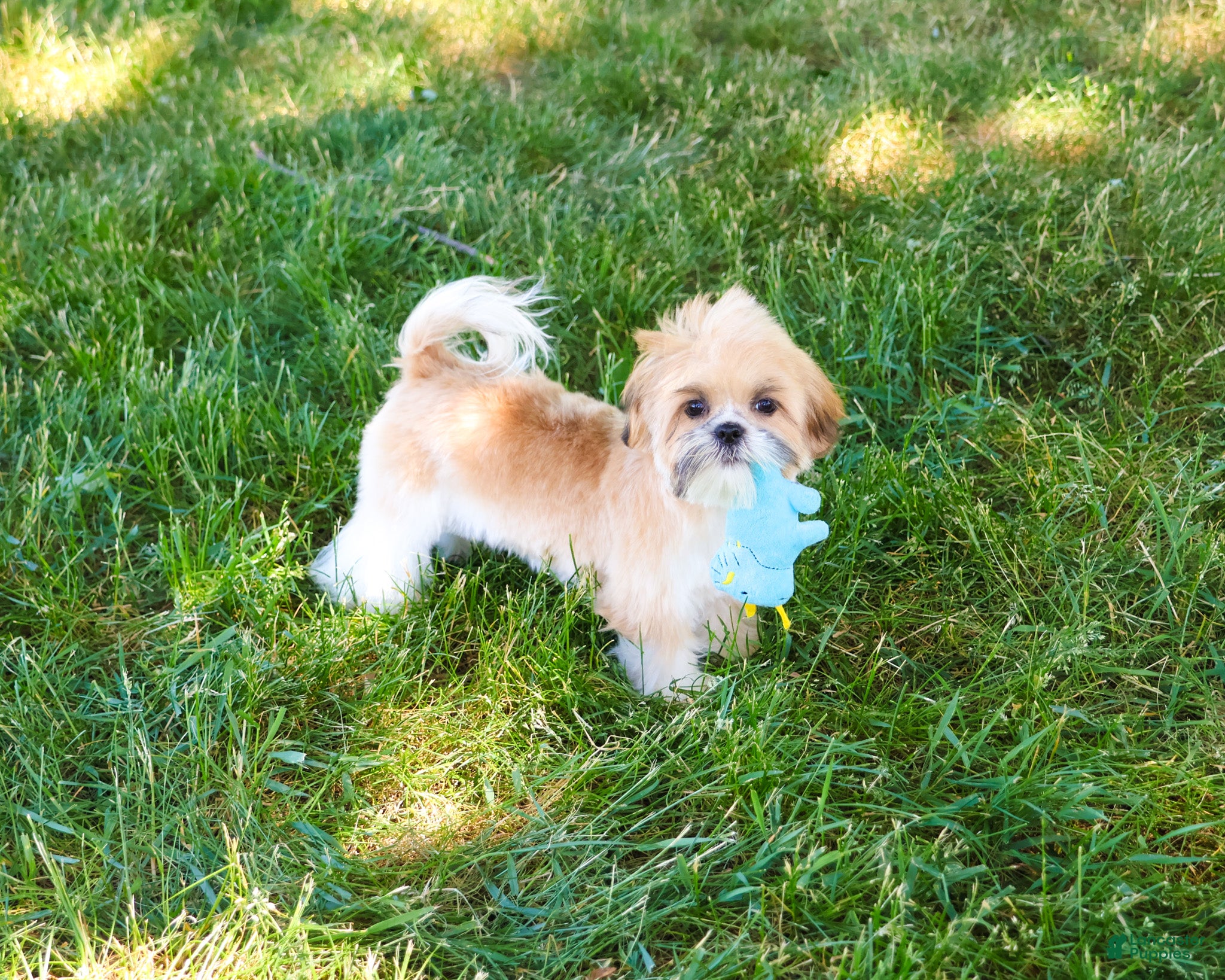 Shih Tzu dogs Theon  - Ad 31