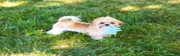 Shih Tzu dogs for sale: Theon  - Ad 30