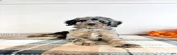 Bernedoodle dogs for sale: Harry - Ad 2