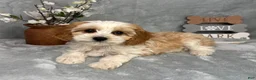 Cavapoo dogs for sale: Joey - Ad 4