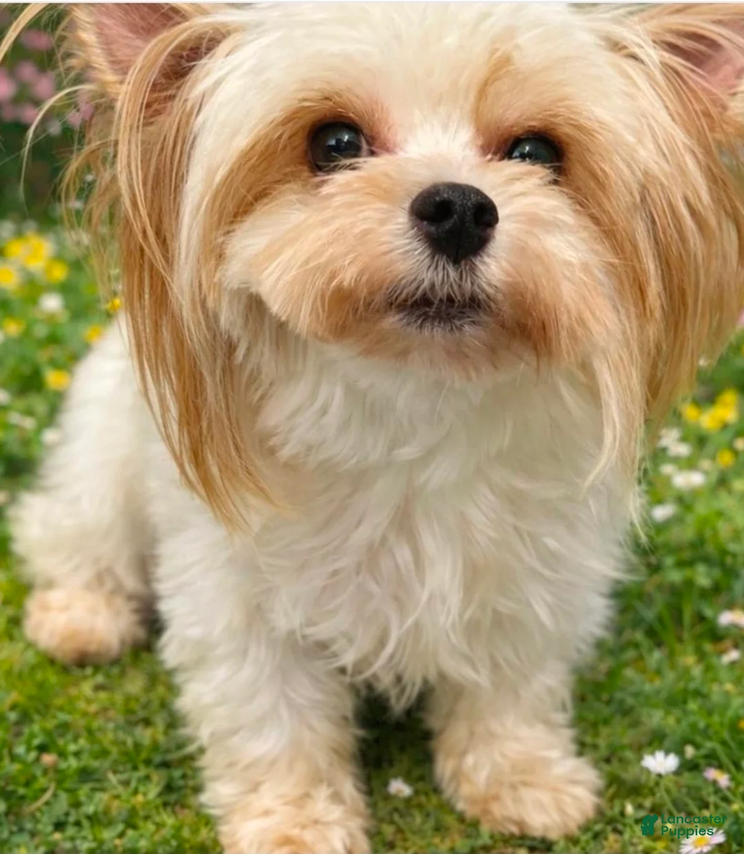 Yorkiepoo dogs for sale: Yorkiepoo tiny toy Puppy 1 female  - Ad 5