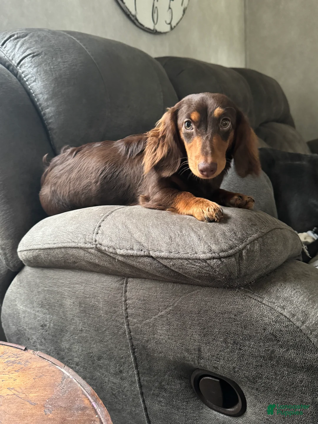 Miniature Dachshund dogs for sale: Miniature Dachshund Puppy 1 - Ad 4