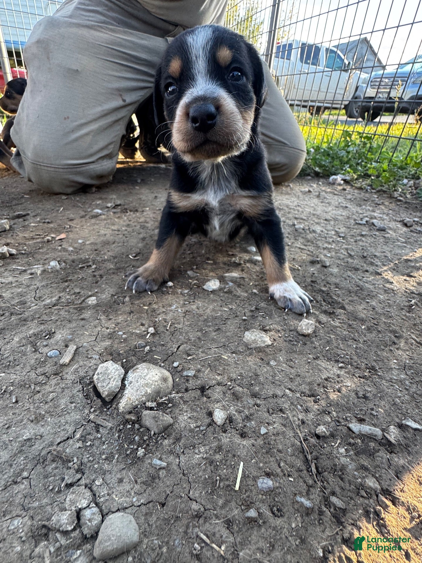 Mixed Breed dogs for sale: Hound puppy 8 - Ad 17