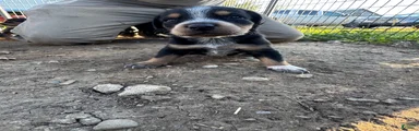 Hound puppy 8