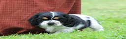 Cocker Spaniel dogs for sale: Spruce - Ad 3
