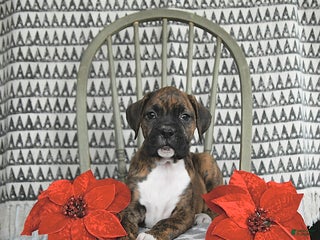 Boxer dogs Joy - Ad 10