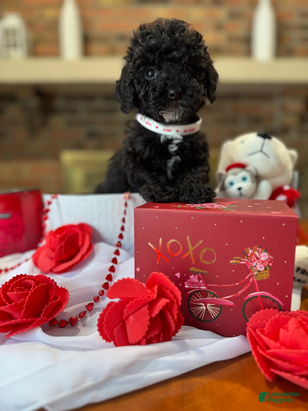 Toy Poodle dogs for sale: Mamba - Ad 3