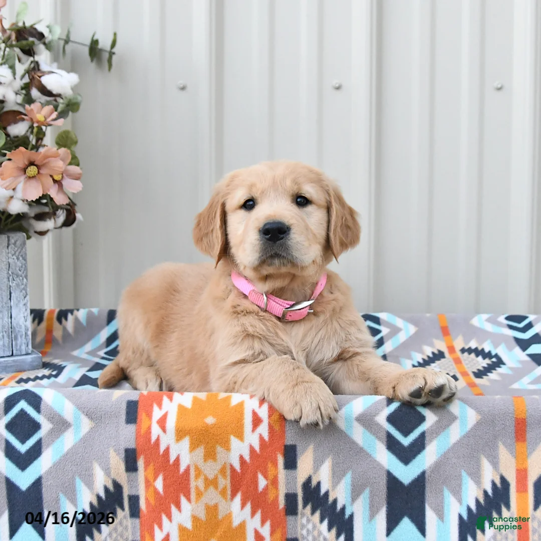 Golden Retriever dogs for sale: Goldie - Ad 1