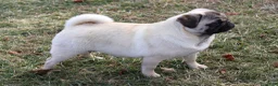 Pug dogs for sale: Champion Penny - Ad 5