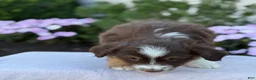 Miniature Australian Shepherd dogs for sale: Asher - Ad 5