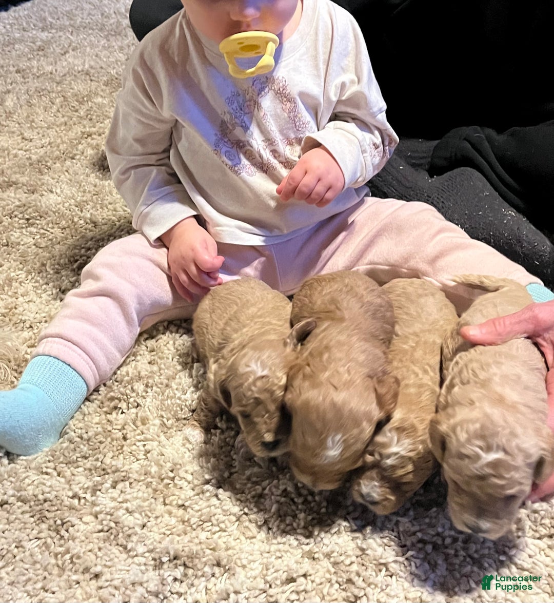 Bichpoo dogs for sale: Butterscotch  - Ad 3