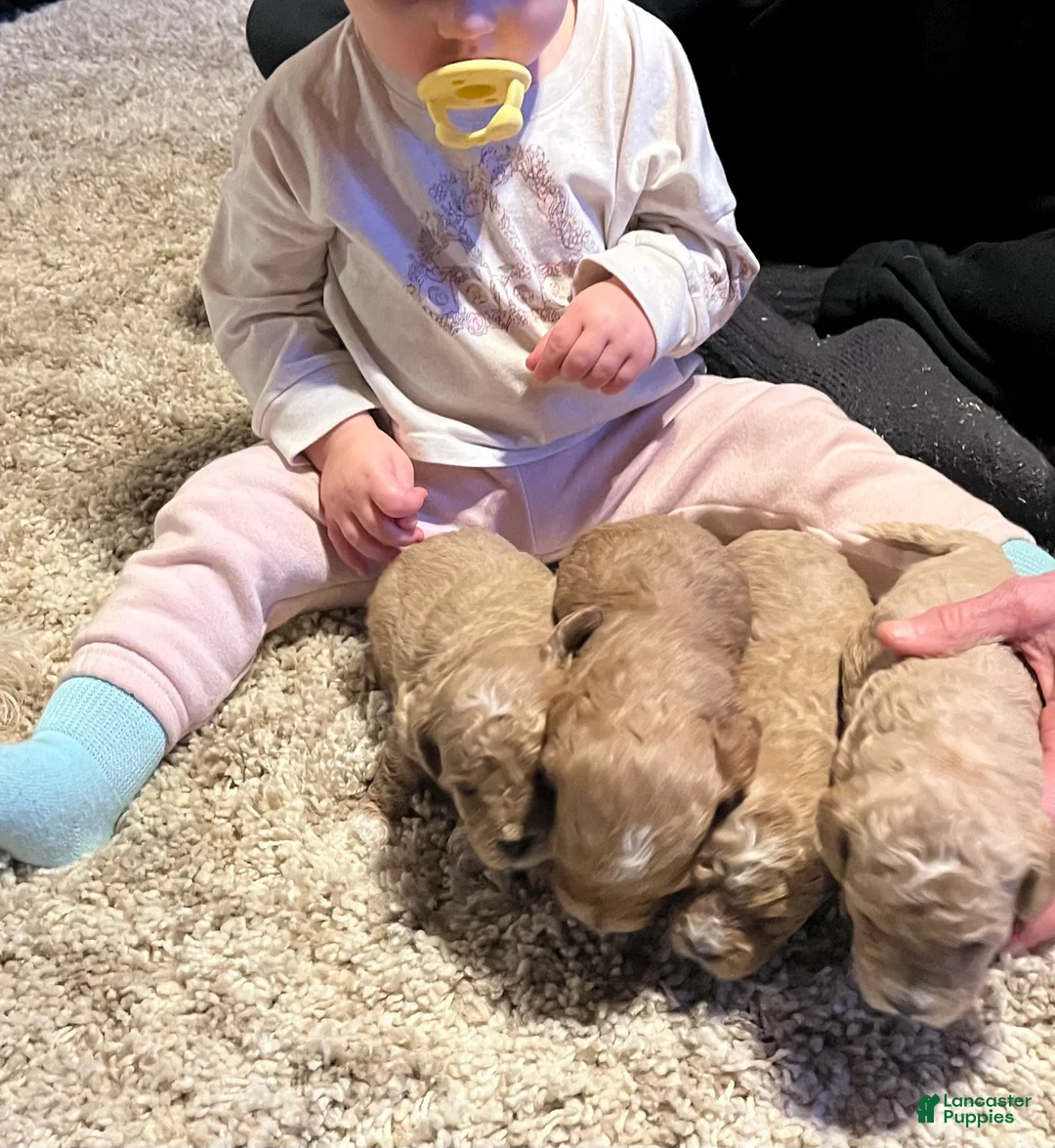 Bichpoo dogs for sale: Butterscotch  - Ad 7