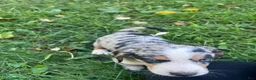 Mixed Breed dogs for sale: Female #6 - Ad 6