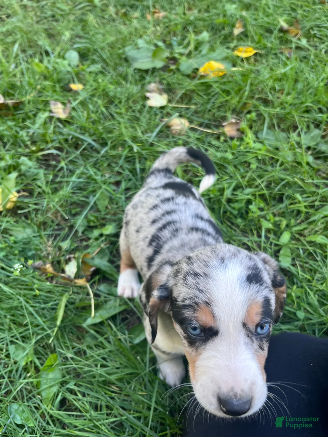 Mixed Breed dogs for sale: Female #6 - Ad 6