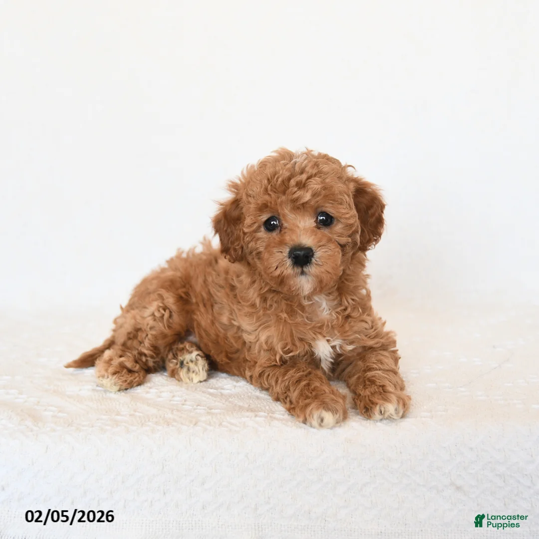 Miniature Poodle dogs for sale: Honey - Ad 4