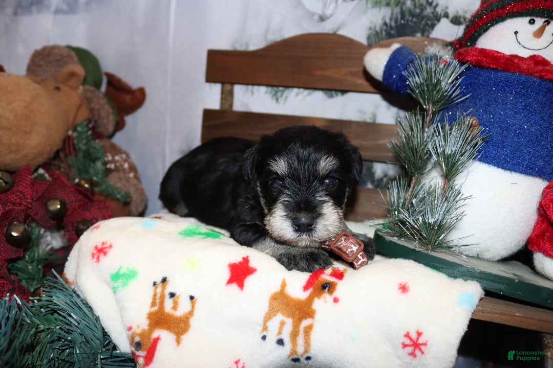 Miniature Schnauzer dogs for sale: spencer - Ad 3