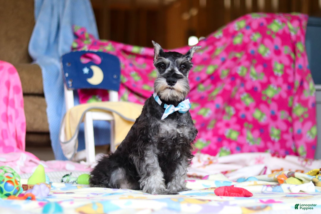 Miniature Schnauzer dogs for sale: Mateo - Ad 2