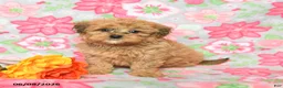 Havapoo dogs for sale: Landon - Ad 1