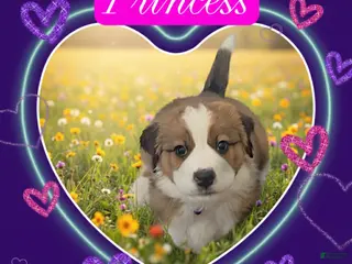 Mixed Breed dogs Princess - Ad 33