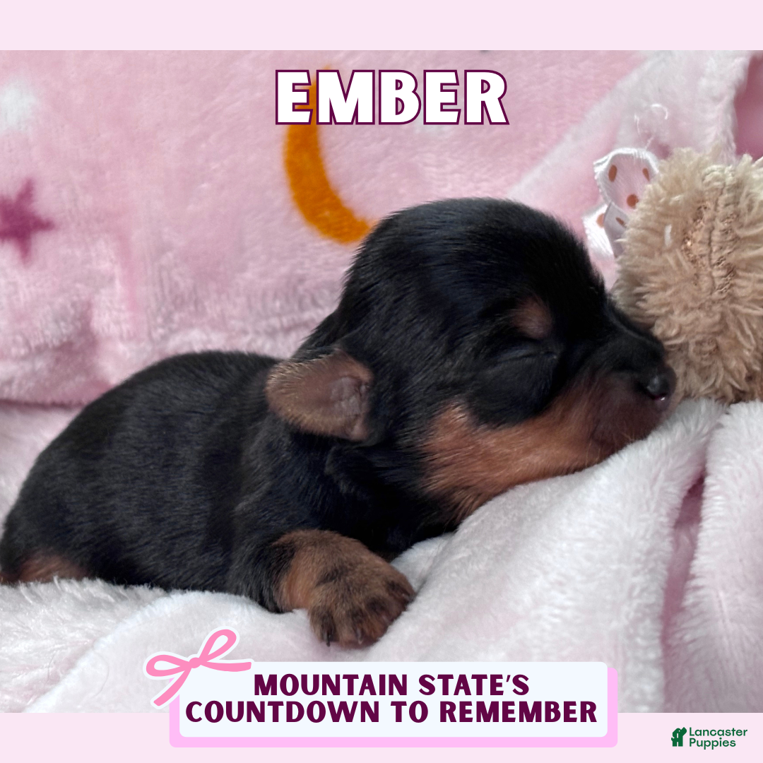 Yorkshire Terrier dogs Yorkshire Terrier Puppy 7 - Ad 32