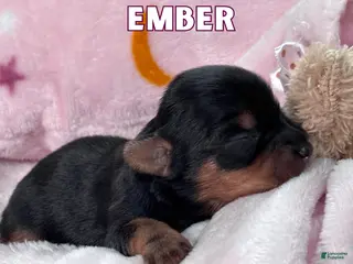 Yorkshire Terrier dogs Yorkshire Terrier Puppy 7 - Ad 25