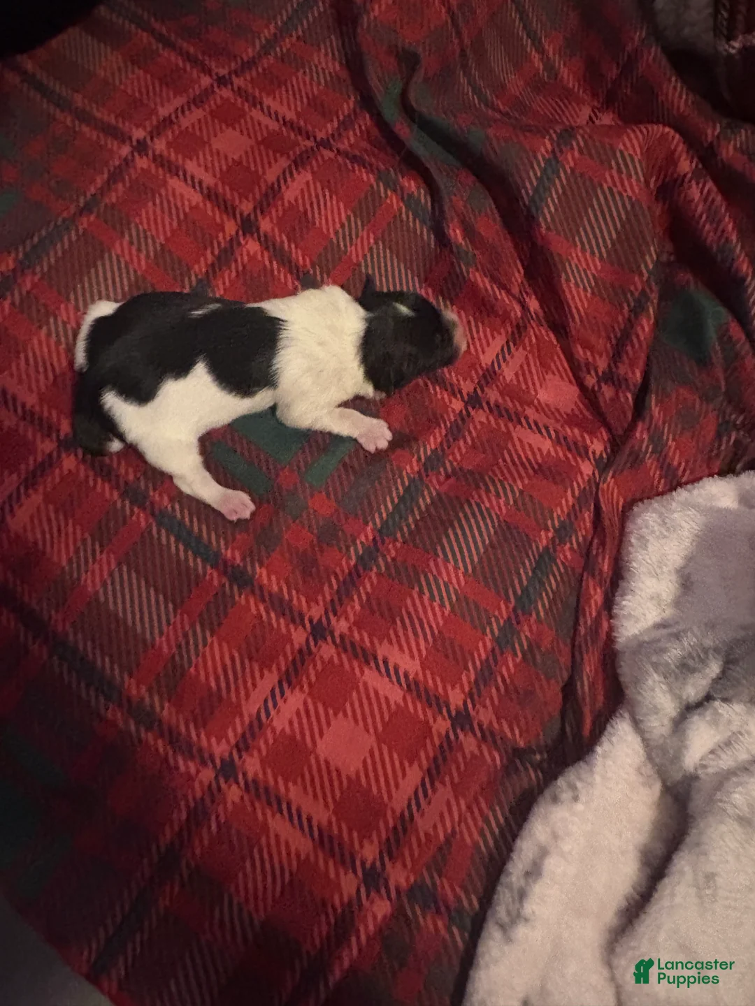 Mixed Breed dogs for sale: Oreo - Ad 2