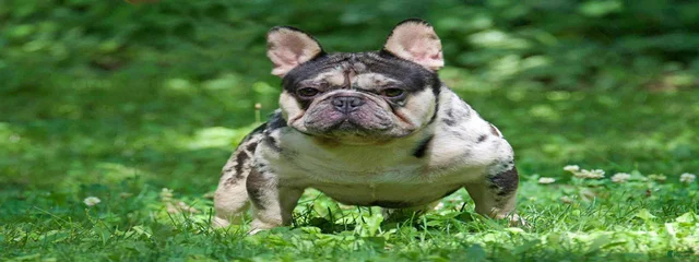 Luca