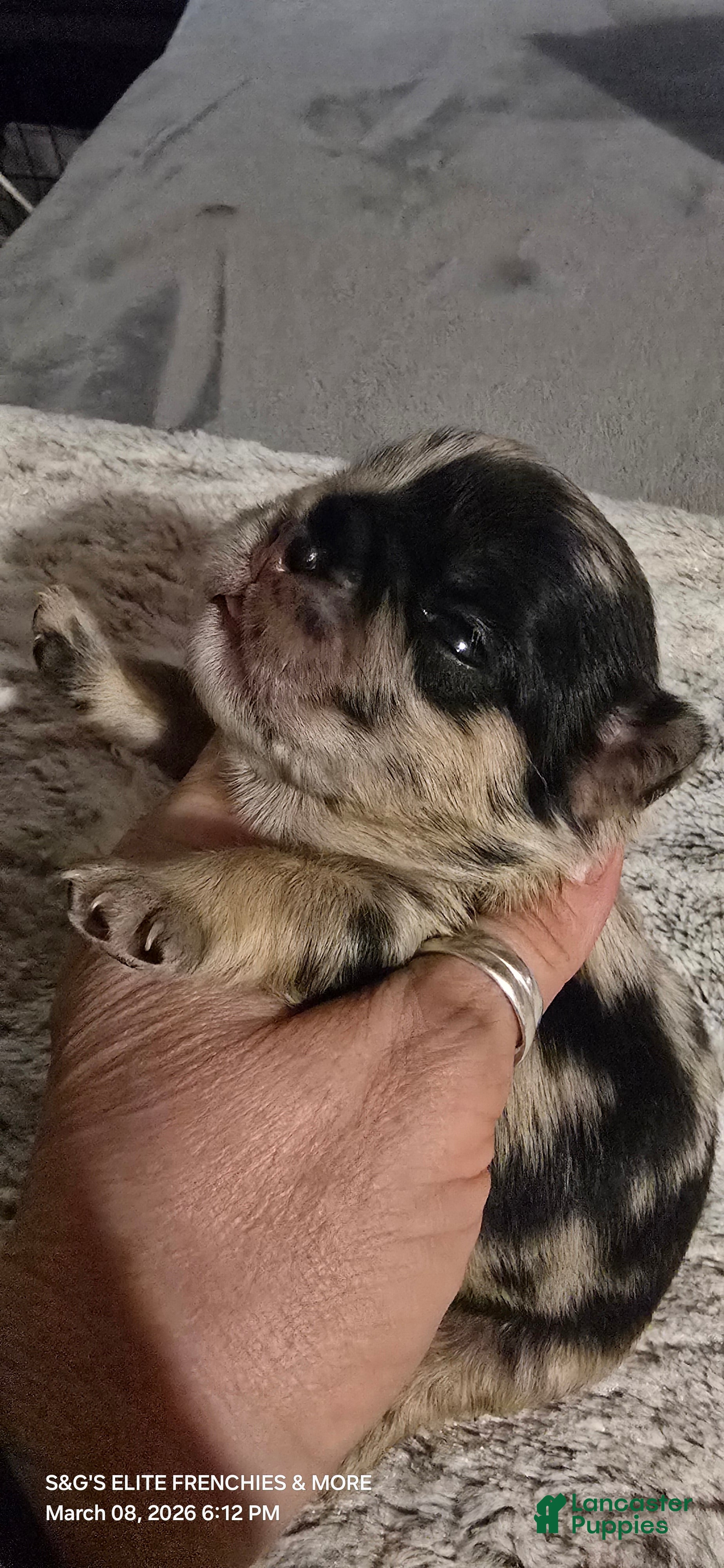 French Bulldog dogs French Bulldog Puppy 2 - Ad 2