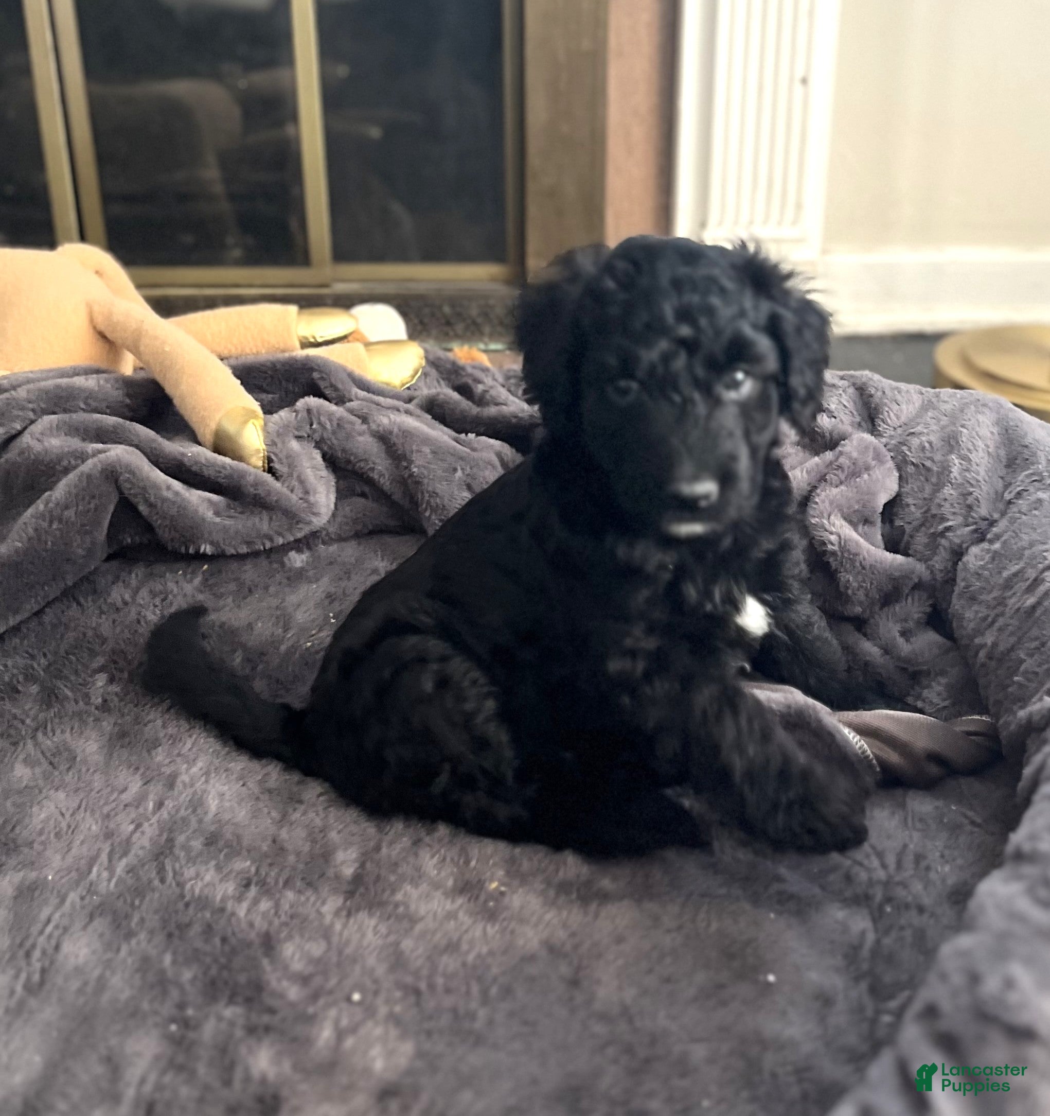 Aussiedoodle dogs Lucky  - Ad 24