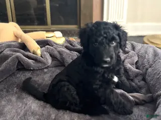 Aussiedoodle dogs Lucky - Ad 24