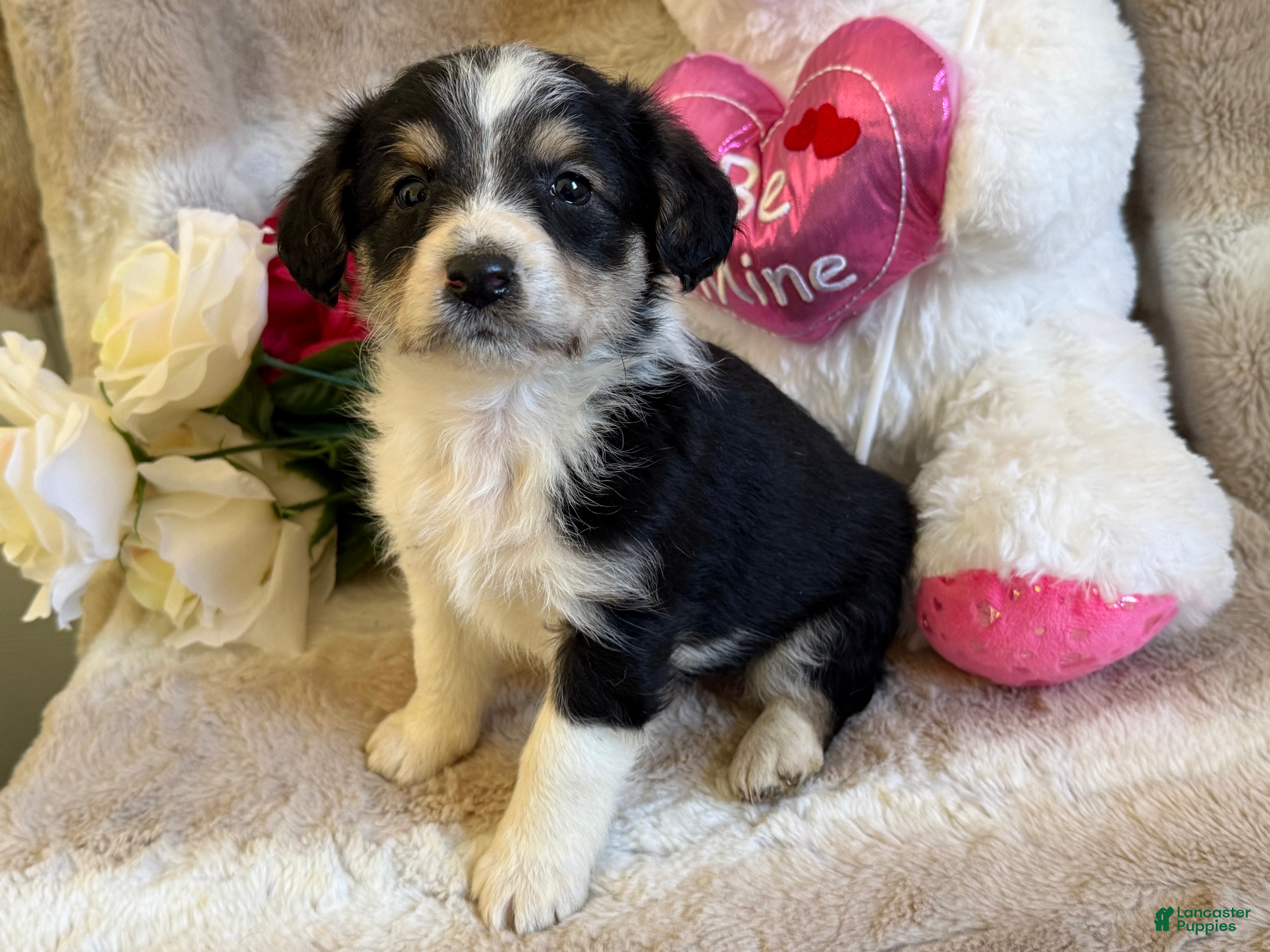 Mixed Breed dogs Eros - Ad 2