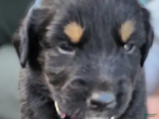 Miniature Australian Shepherd dogs Miniature Australian Shepherd Puppy 1 Happy - Ad 28