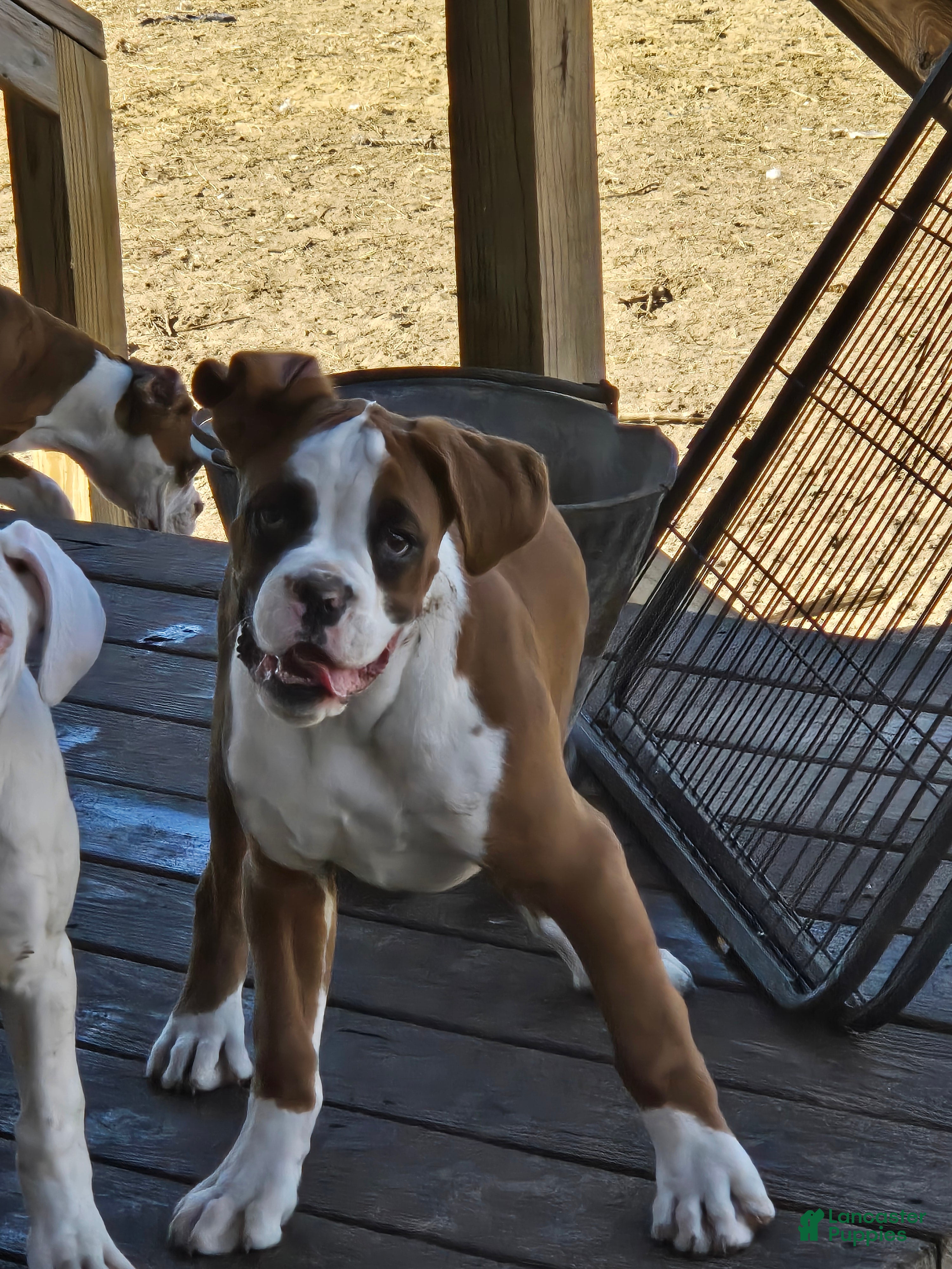 Boxer dogs Hank - Ad 2