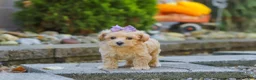Maltipoo dogs for sale: Wren - Ad 6