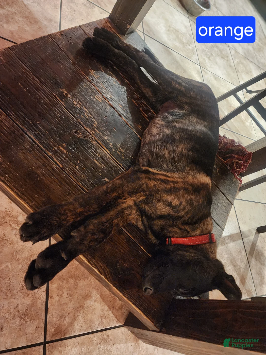 Mixed Breed dogs for sale: Hybrid Orange Collar Male - Ad 1