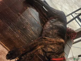 Mixed Breed dogs Hybrid Orange Collar Male - Ad 32