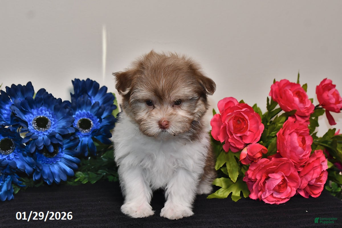Havanese dogs Timmy - Ad 30