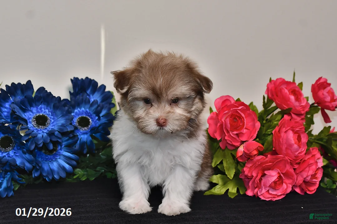 Havanese dogs for sale: Timmy - Ad 1