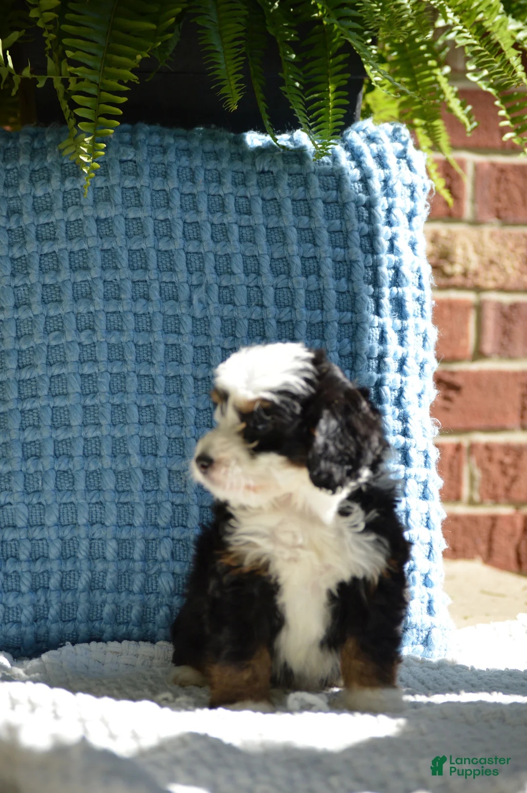 Mini Bernedoodle dogs for sale: Rizzy - Ad 2