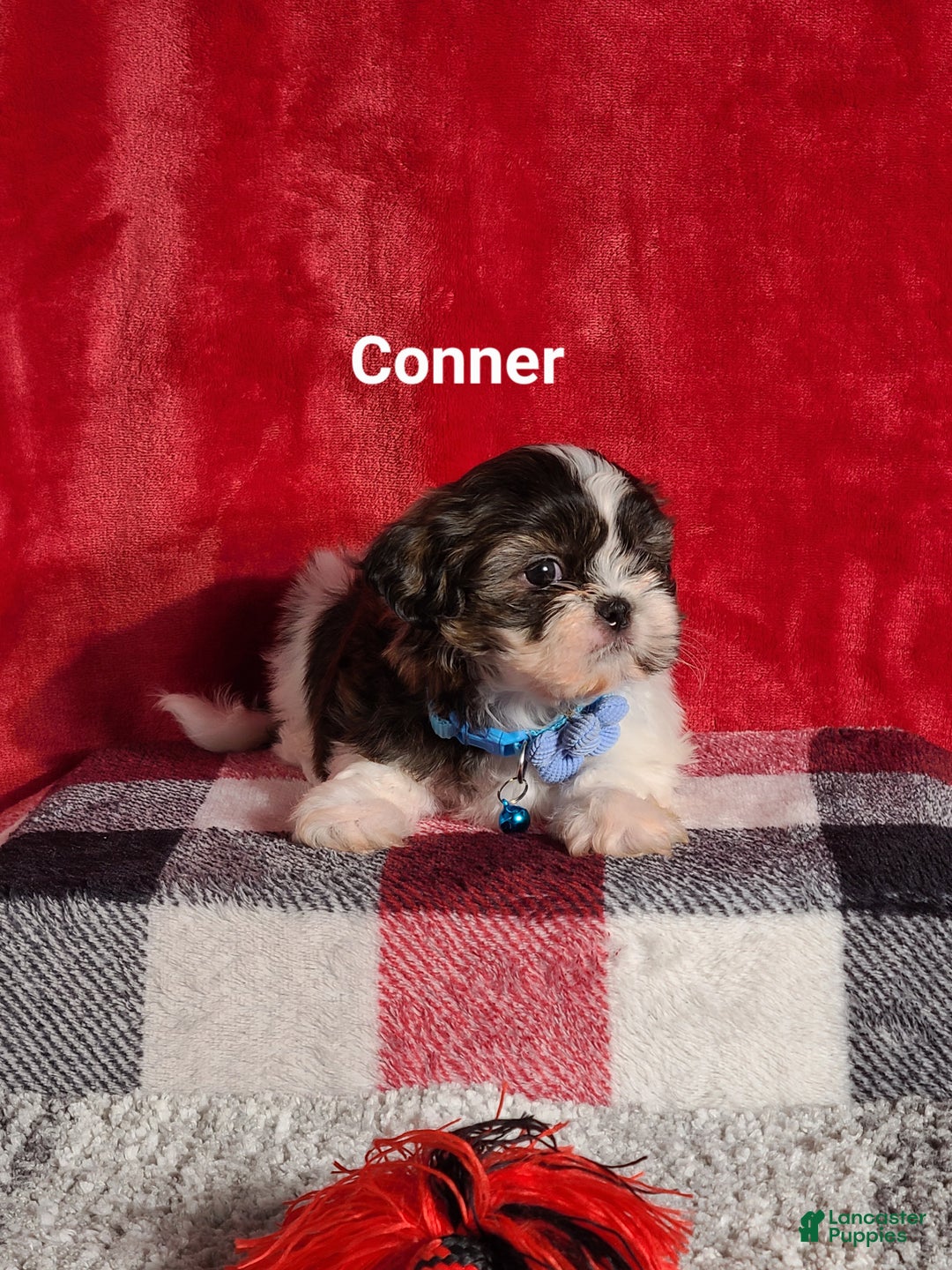Shih Tzu dogs for sale: Conner  - Ad 3